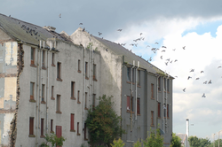 Pigeons on boarded up flats at Niddrie Mains Drive