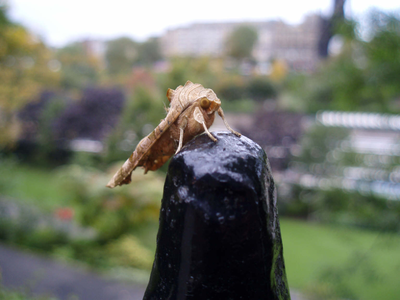 Moth, East Princes Street Gardens, Edinburgh