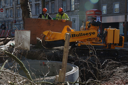 Tree stump removal, Grassmarket, Edinburgh