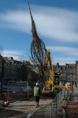 Planting of a new tree in the Grassmarket, Edinburgh