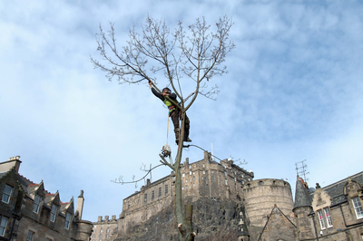 Tree surgery at the west end of the Grassmarket 