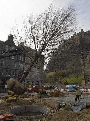 Tree planting at the west end of the Grassmarket