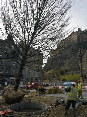 Tree planting at the west end of the Grassmarket