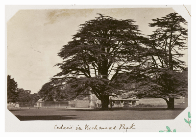 Cedars in Richmond Park