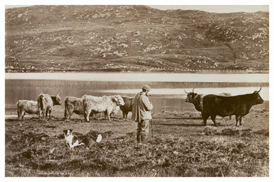 Man and his dog with Highland Cows