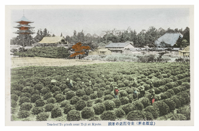 Tea-leaf to pinch near Toji at Kyoto
