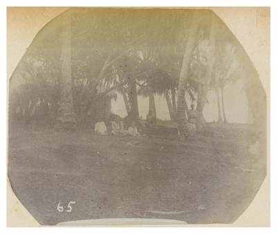 Untitled (group under palm trees), p.19