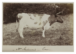 Mrs Anderson's cow