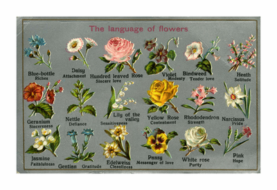 The language of flowers postcard