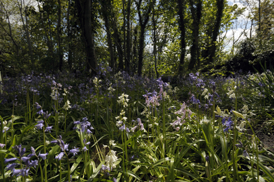 Bluebells in the Hermitage of Braid