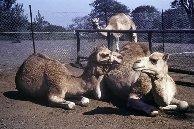 Camels, 'The Gossips', at Edinburgh Zoo