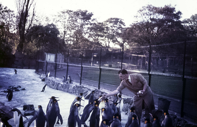 Feeding penguins, Edinburgh Zoo