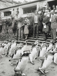 Queen Elizabeth II with penguins at Edinburgh Zoo