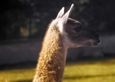 Edinburgh Zoo Park, Llama