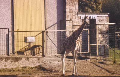 Edinburgh Zoo Park, Giraffe