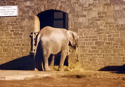 Edinburgh Zoo Park, Elephant