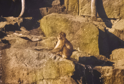Edinburgh Zoo Park, Barbary Macaque