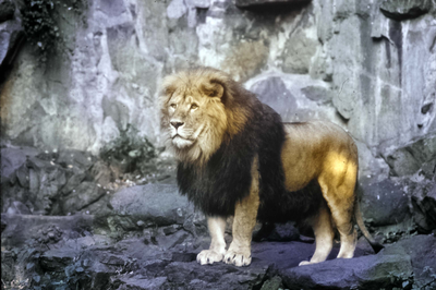 Edinburgh Zoo Park, Lion