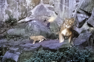 Edinburgh Zoo Park, Lioness and Cubs