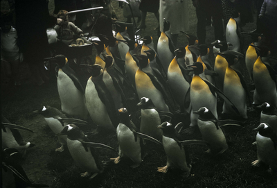 Penguin parade at Edinburgh Zoo