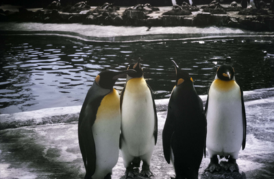 Penguin group, Edinburgh Zoo