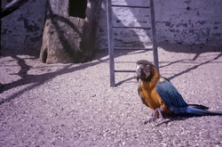 Macaw, Edinburgh Zoo