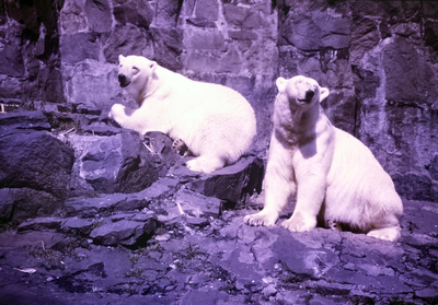 Polar Bears, Edinburgh Zoo