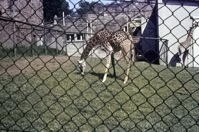 Giraffe feeding, Edinburgh Zoo