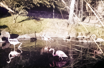 Flamingos, Edinburgh Zoo