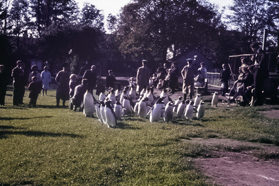 Penguin Parade, Edinburgh Zoo