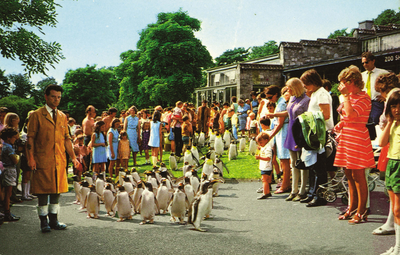 Penguin parade, Edinburgh Zoo