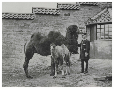 Bactrian Camel and Young