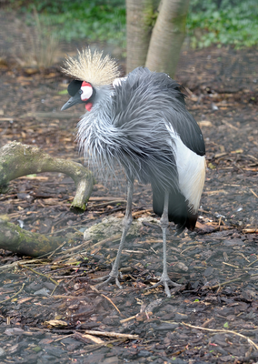East African Grey-crowned Crane, Edinburgh Zoo