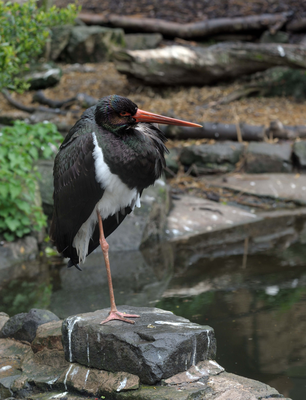 Unidentified bird, Edinburgh Zoo