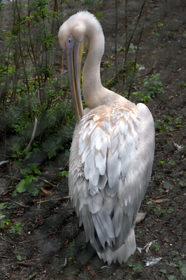 Pelican, Edinburgh Zoo