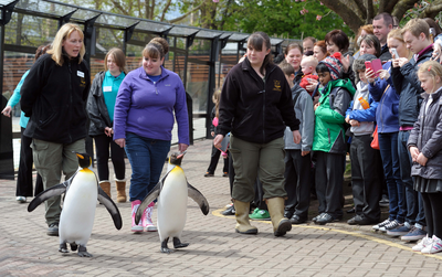 King Penguin and children on the penguin parade