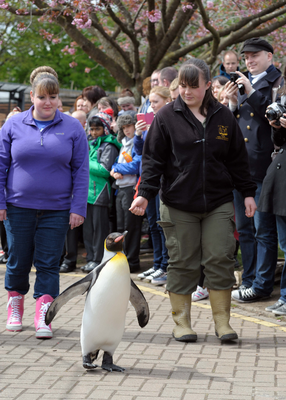 King Penguin and keeper on the penguin parade