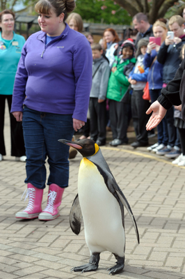 King Penguin and keeper on the penguin parade