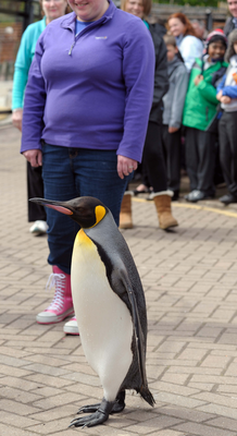 King Penguin on the penguin parade, Edinburgh Zoo