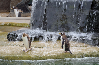 Gentoo Penguins showering by a waterfall 