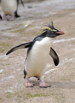 Northern Rockhopper Penguin, penguin enclosure, Edinbur