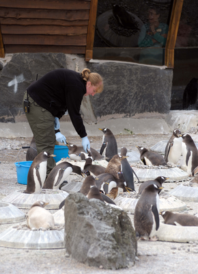 Keepers feeding nesting Gentoo Penguins, Edinburgh Zoo