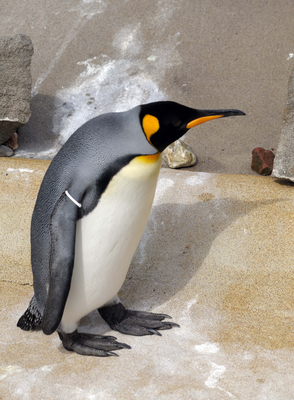 King Penguin, penguin enclosure, Edinburgh Zoo