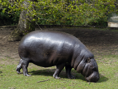 Pygmy Hippo, Edinburgh Zoo