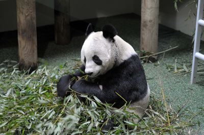 Tian Tian (Sweetie), female Giant Panda eating bamboo