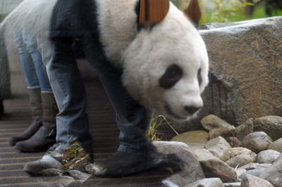 Tian Tian paces her enclosure as visitors look on, Edin