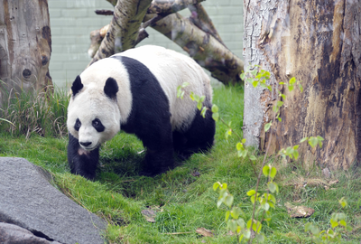 Tian Tian, Giant Panda in her enclosure