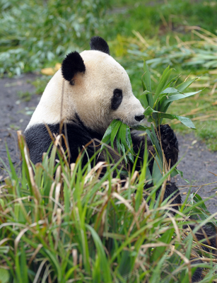 Yang Guang, (Sunshine), male Giant Panda eating bamboo