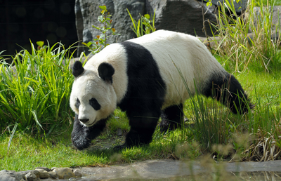 Tian Tian, Giant Panda in her enclosure, Edinburgh Zoo