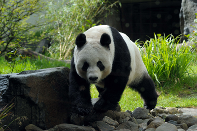 Tian Tian, Giant Panda in her enclosure, Edinburgh Zoo 